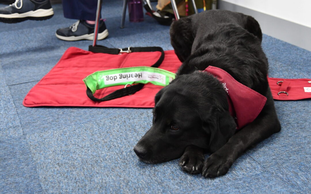Welcoming Hearing Dogs for Deaf People to Ampetronic